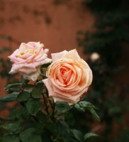 mamounia rosa